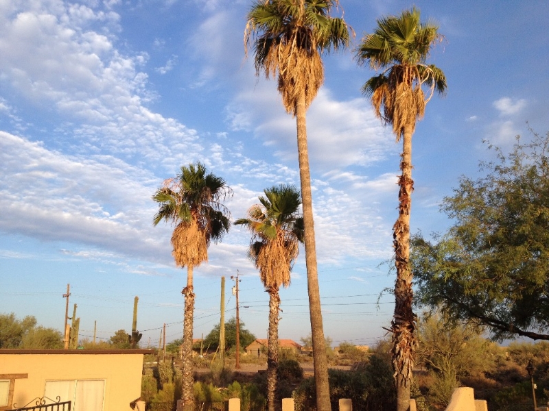 Palm trees around the pool and a beautiful AZ sky